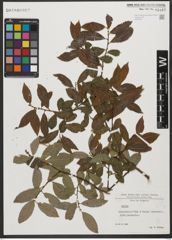 Foto von Salix L.